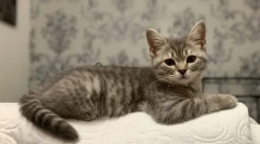 Кој зеленчук може да им се дадат мачки, што зеленчукот е корисна мачка